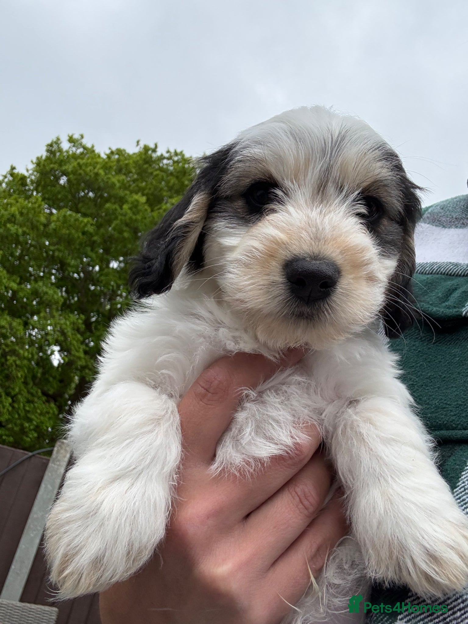 Mixed Breed dogs Cockapoo x Maltese  - Advert 16