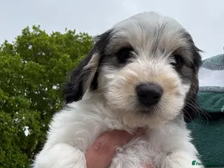 Mixed Breed dogs Cockapoo x Maltese - Advert 6