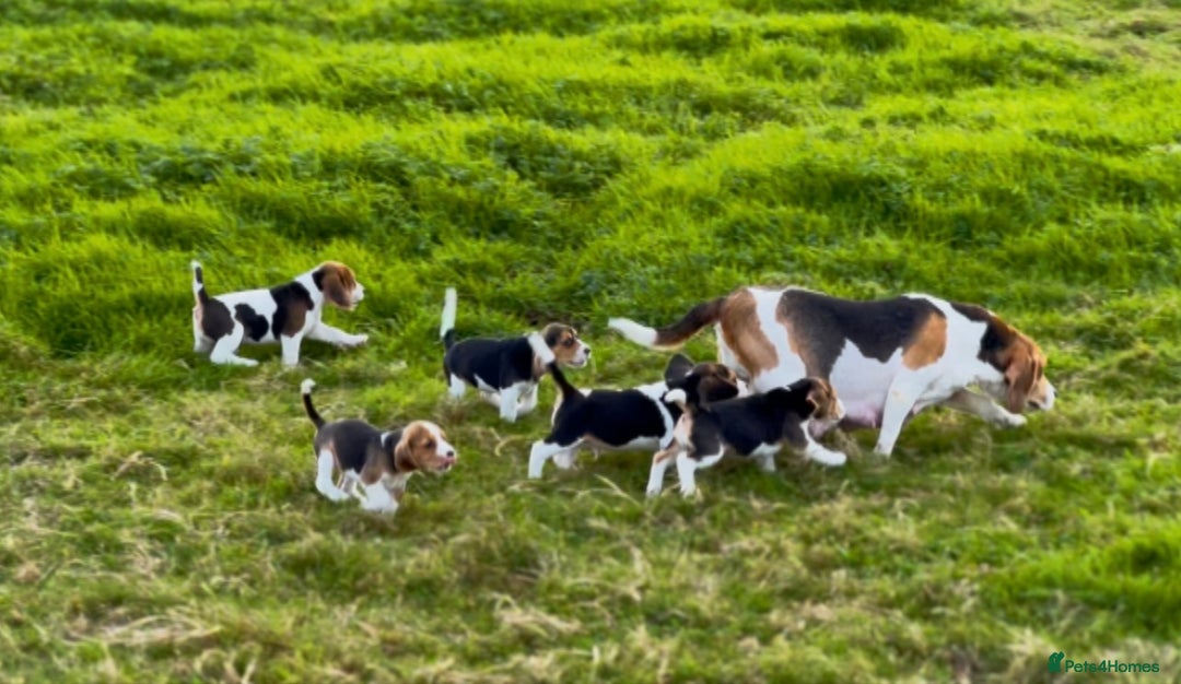 Beagle dogs for sale: SUPER CHUNKY KC SHOW BEAGLE PUPPIES - Image 5
