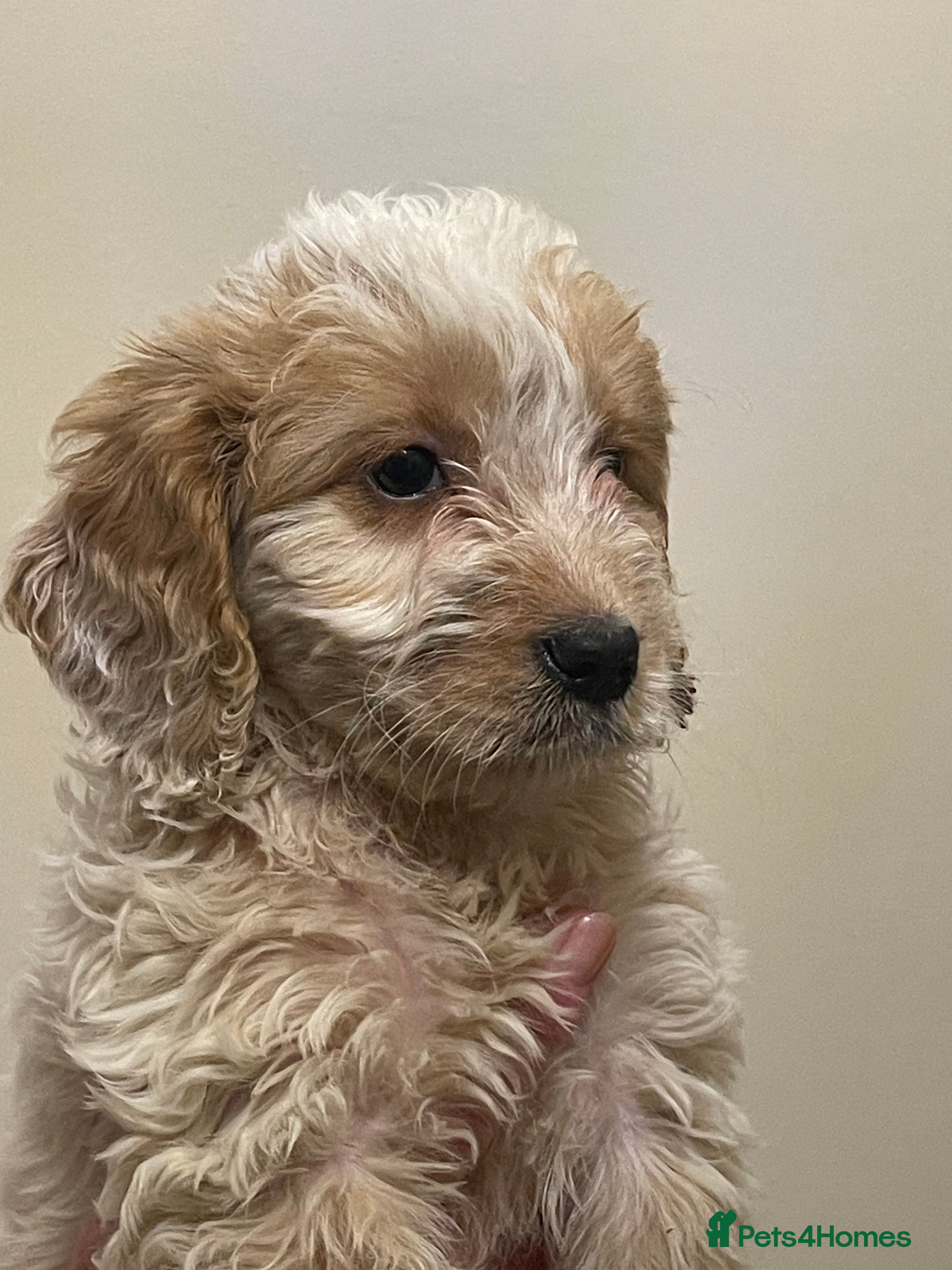 Cockapoo dogs  Cockapoo Puppies Ready for Loving Homes  - Advert 1