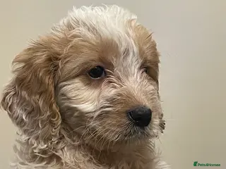 Cockapoo dogs Cockapoo Puppies Ready for Loving Homes - Advert 1