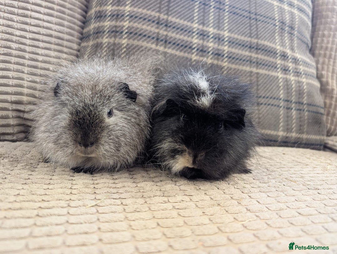 Guinea Pig rodents for sale: 4 female guinea pigs - Advert 3