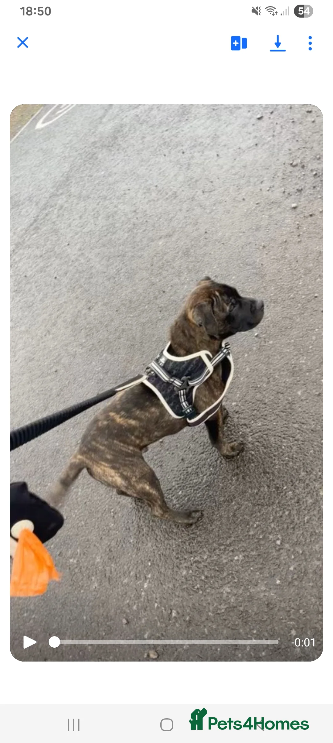 Staffordshire Bull Terrier dogs for sale:  Brindle Staff x blue staff - Advert 2