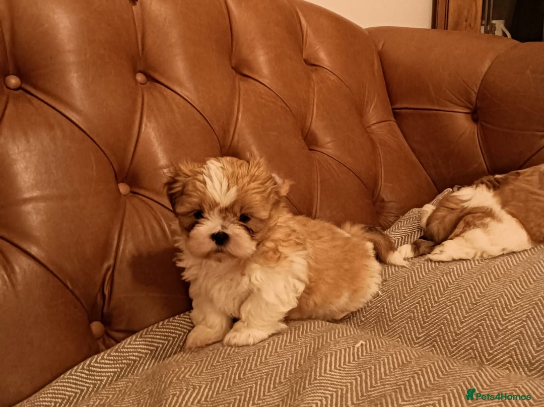 Shih Tzu dogs for sale: Gorgeous puppies for sale!😍🥰 - Advert 2