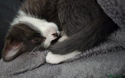 British Shorthair cats for sale: Beautiful British shorthair kittens - Advert 5