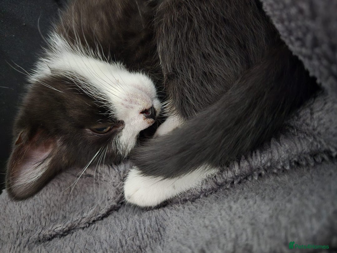 British Shorthair cats for sale: Beautiful British shorthair kittens - Advert 5