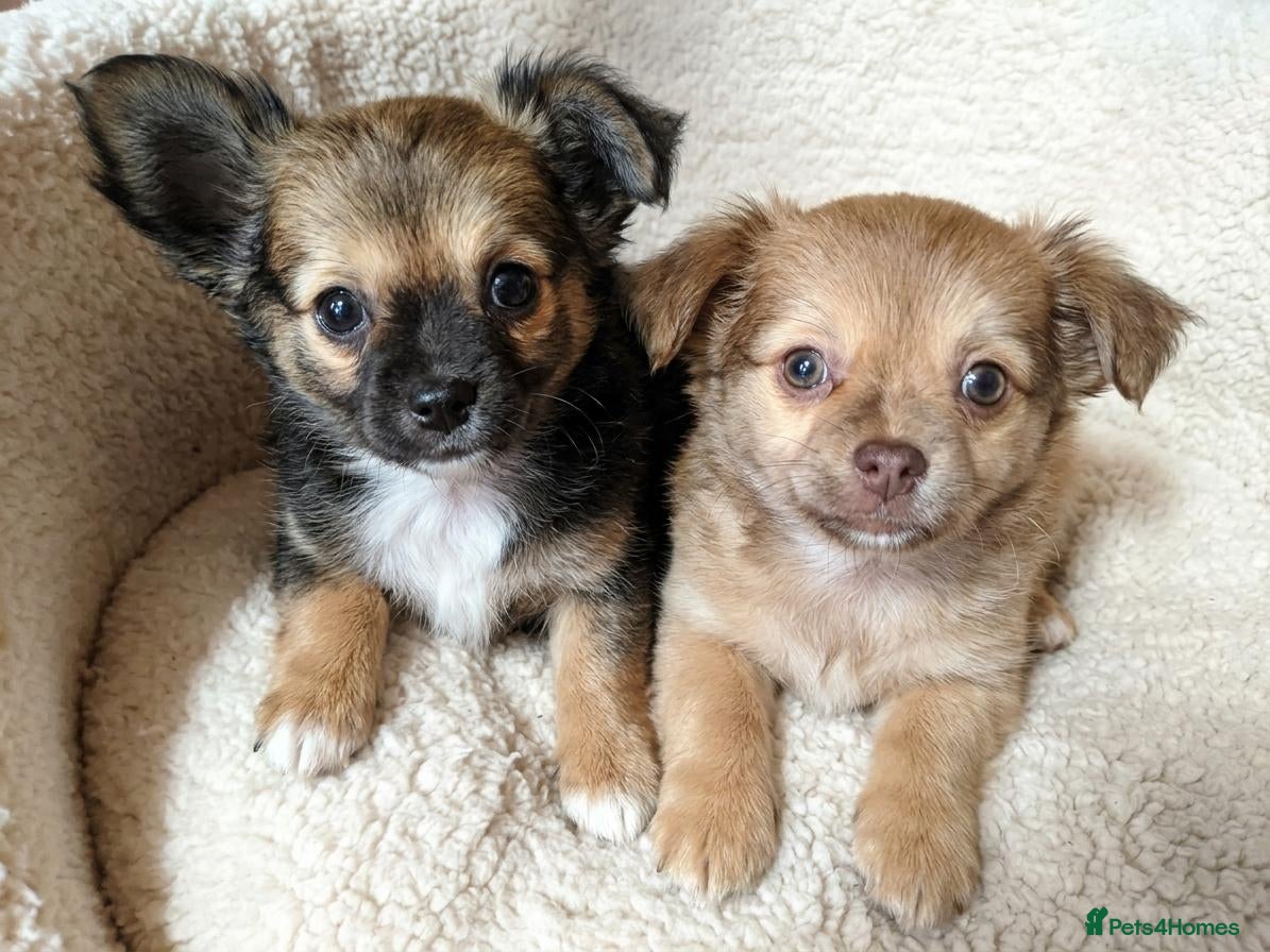 Chihuahua dogs Last 2 Chihuahua Puppies - Ready for loving homes - Advert 9