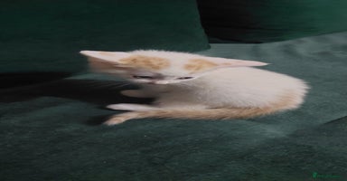 Mixed Breed cats White and tabby girl ready to go Now - Advert 14