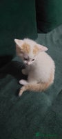 Mixed Breed cats White and tabby girl ready to go Now - Advert 3
