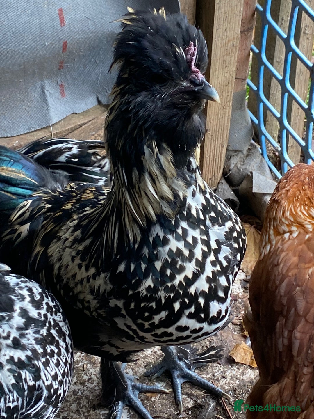 Chickens poultry for sale: Laced polish and silkie chicken mixed breeds - Image 2