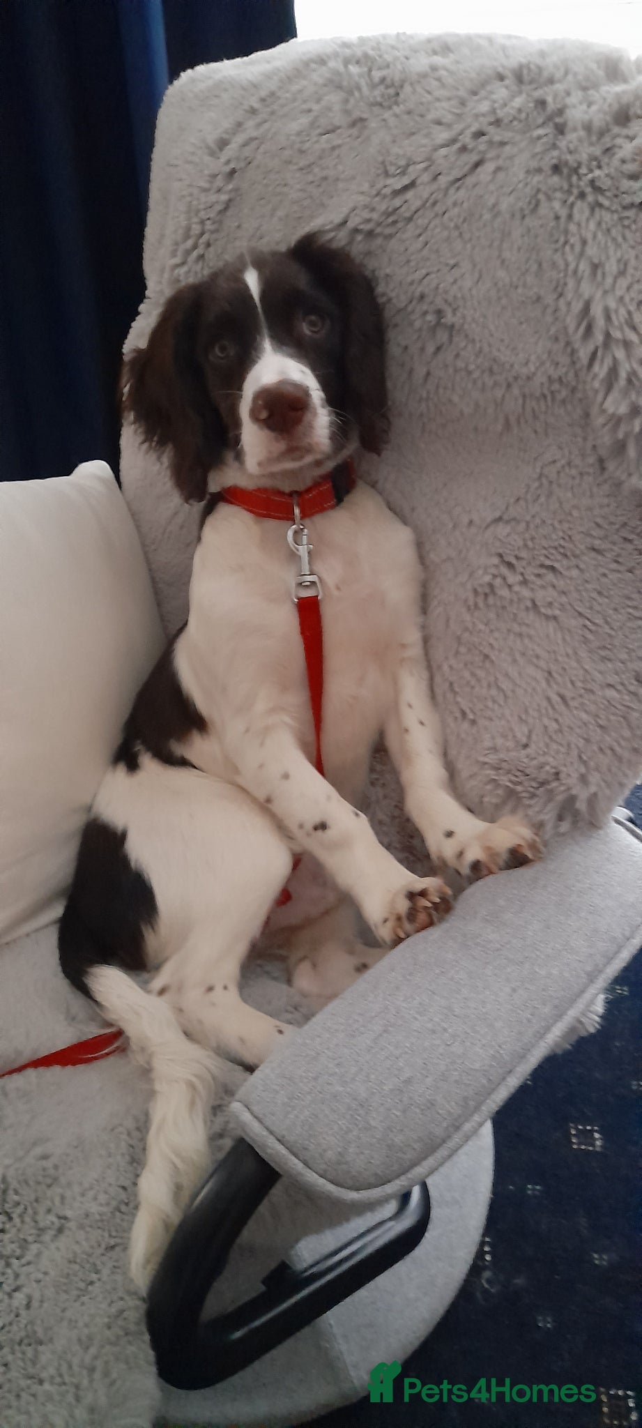 English Springer Spaniel dogs Meet Cooper an adorable and loveable puppy.   - Advert 2