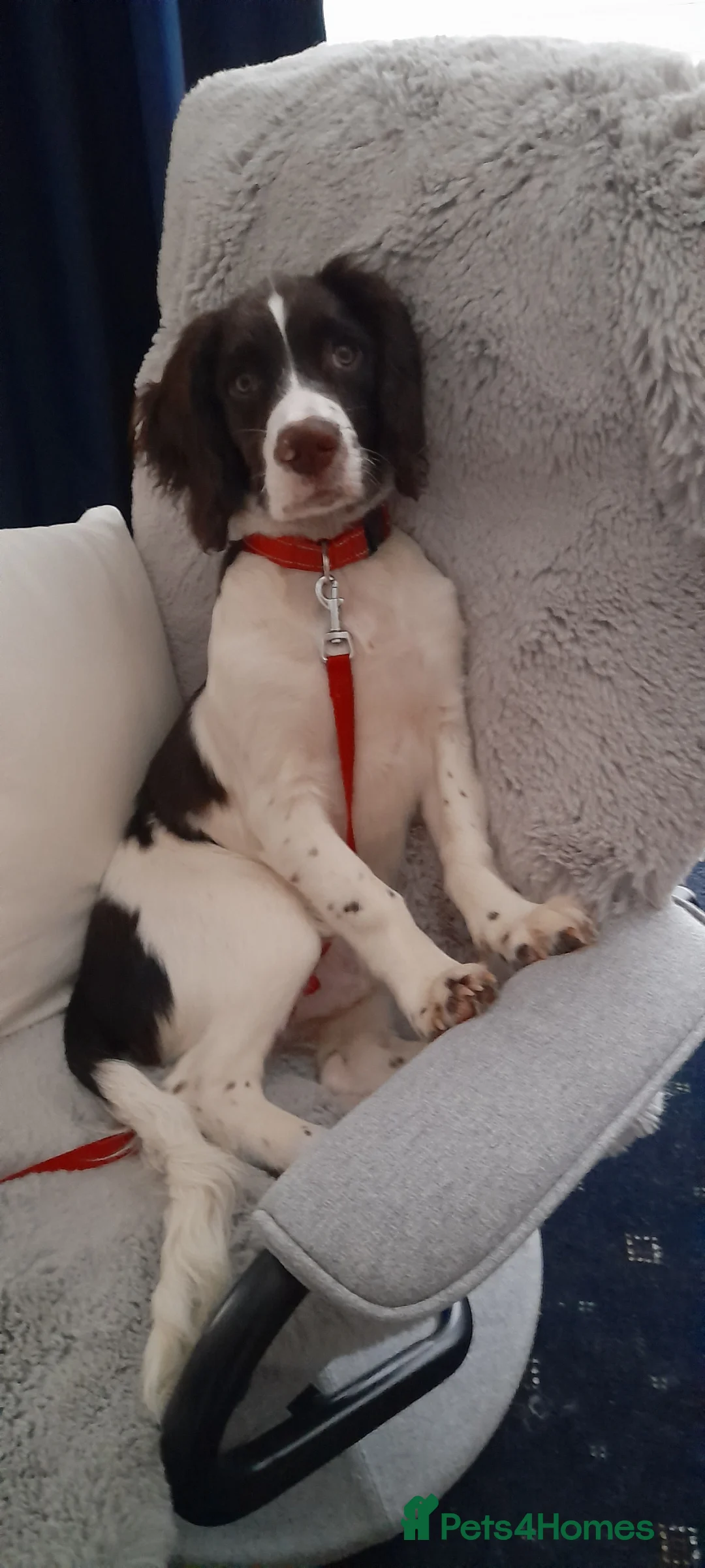 English Springer Spaniel dogs for sale: Meet Cooper an adorable and loveable puppy.   in Peterlee - Advert 1