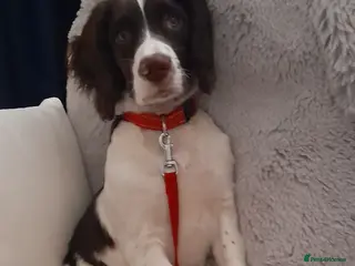 English Springer Spaniel dogs Meet Cooper an adorable and loveable puppy. - Advert 2