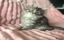 Maine Coon cats for sale:  TICA Maine Coon Kittens Ready for  **  🎁  - Advert 15