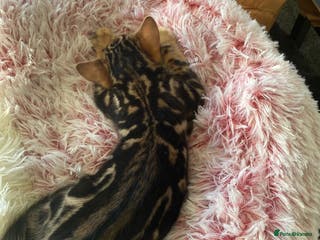 Bengal cats Mr simba - Advert 1