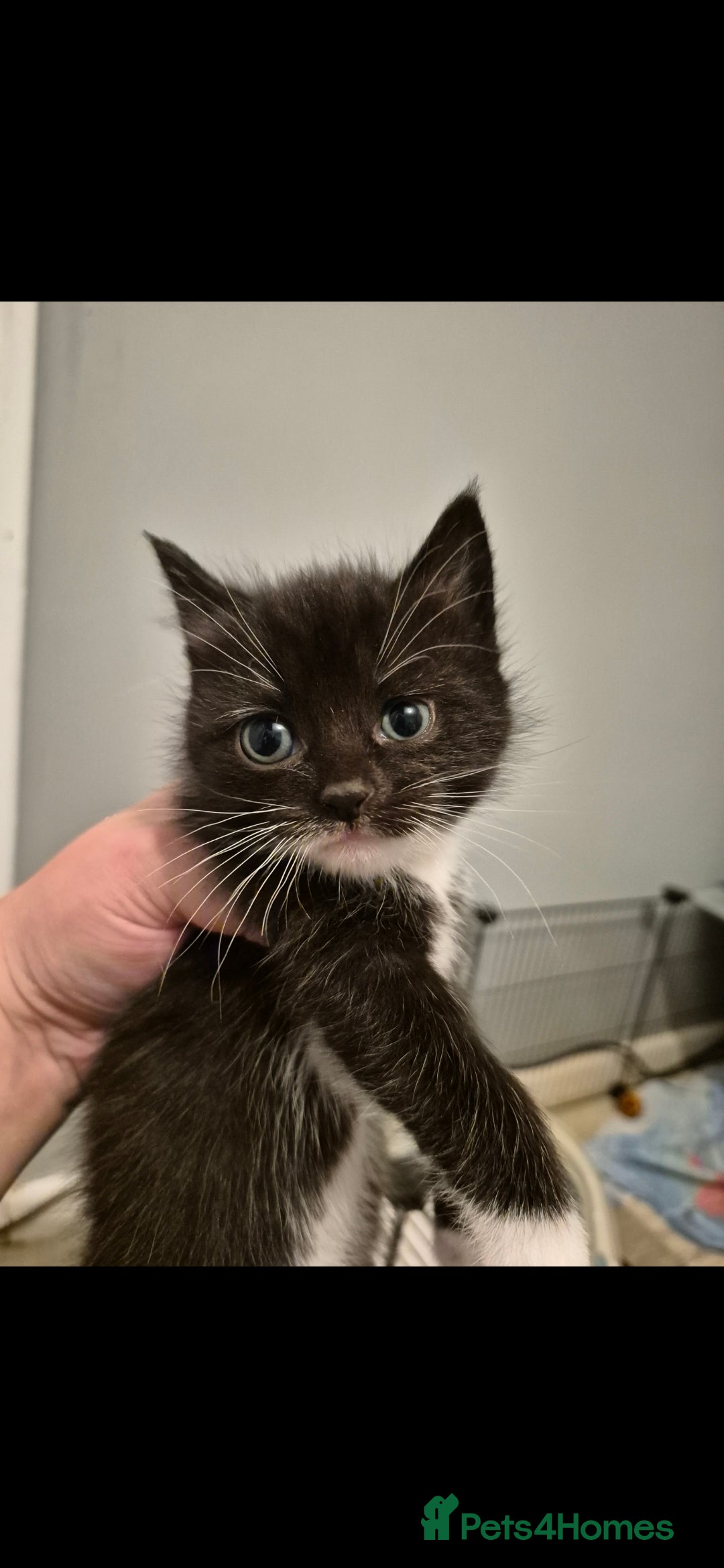 Mixed Breed cats for sale: 2 boys 3 females mixed breed.  - Image 6