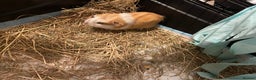 Guinea Pig rodents for sale: Male baby guinea pig - Advert 5
