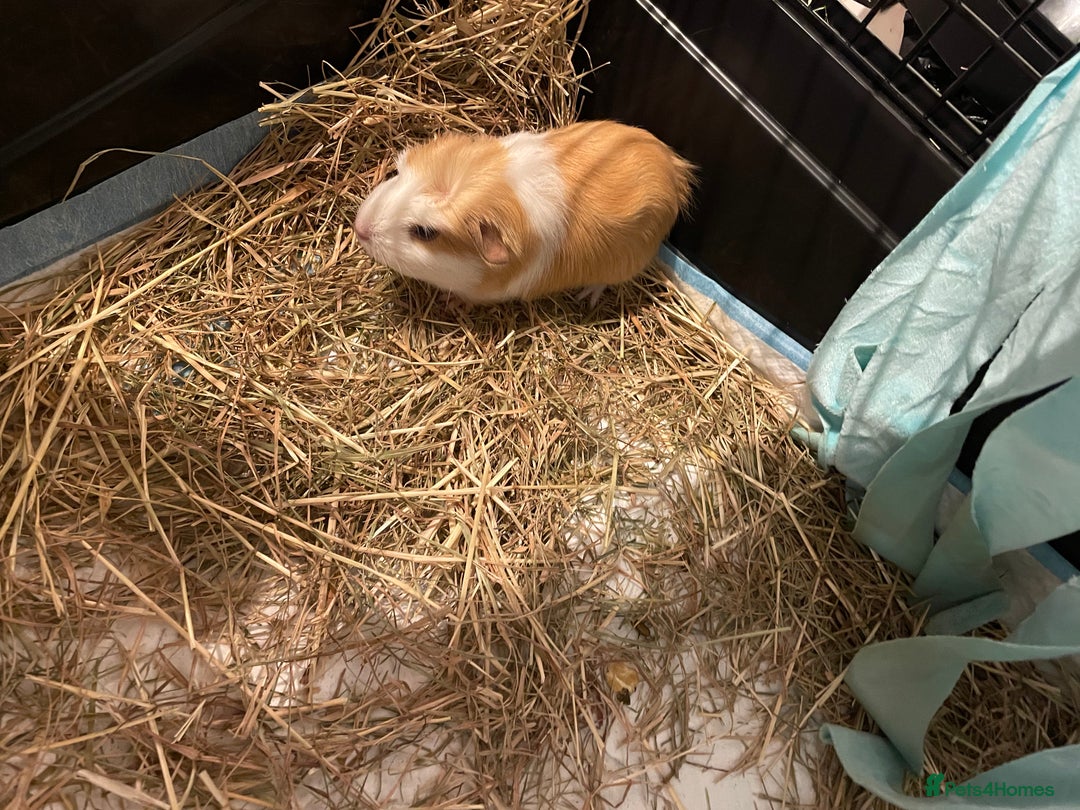 Guinea Pig rodents for sale: Male baby guinea pig - Advert 5