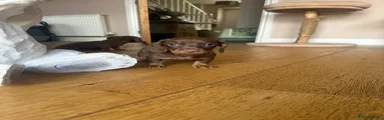 Miniature Dachshund Puppy 2