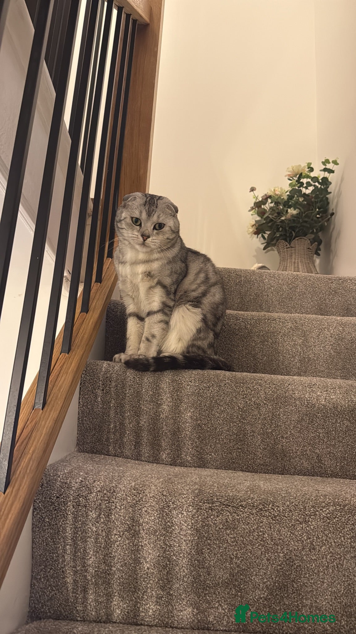 Scottish Fold cats Freddie 2 year old - Advert 9