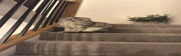Scottish Fold cats for sale: Freddie 2 year old - Advert 5