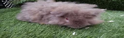 Guinea Pig rodents for sale: Alpaca Guinea Pigs - Advert 4