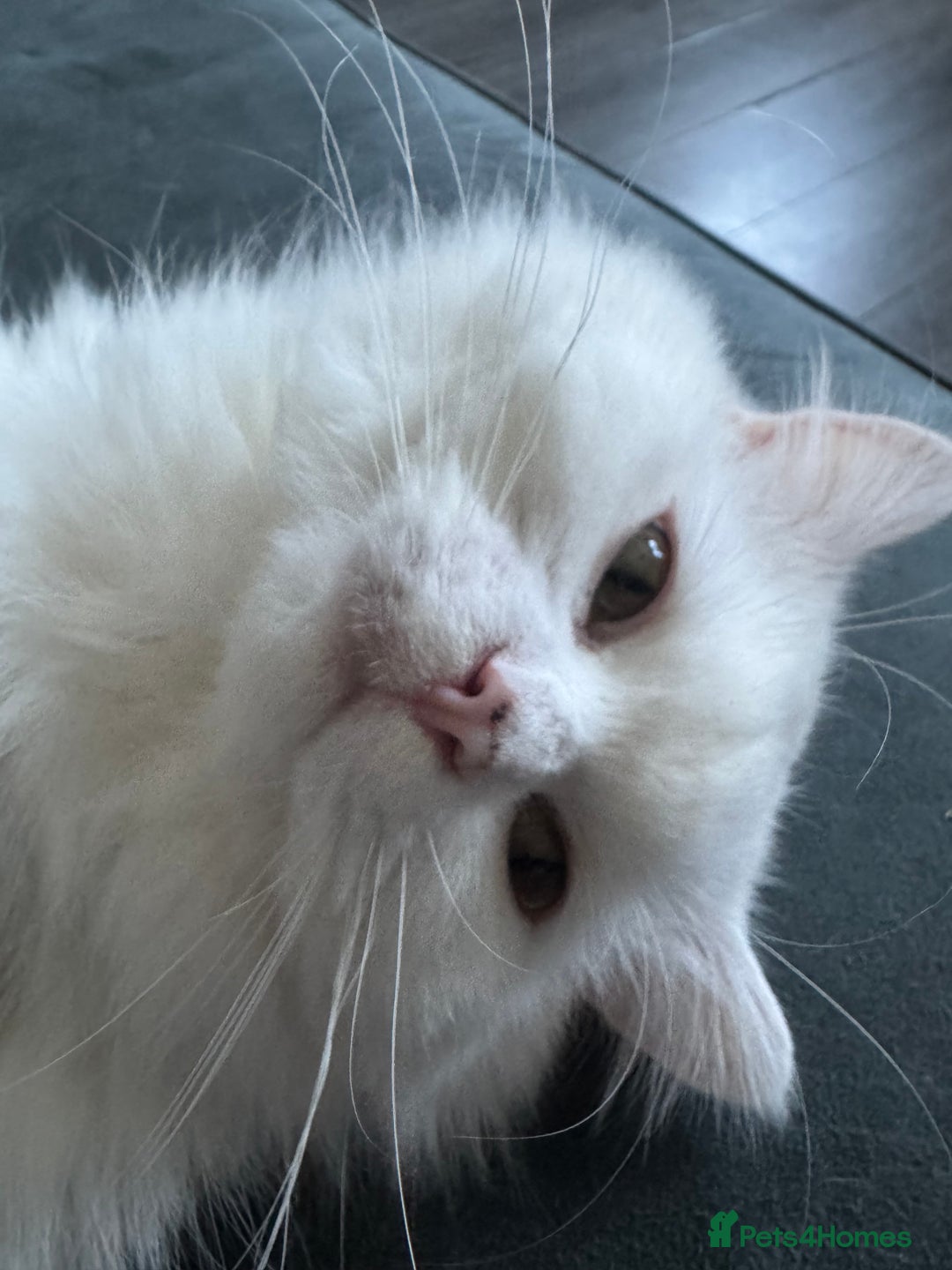 Persian cats for sale: White Female Chinchilla Persian - Image 2