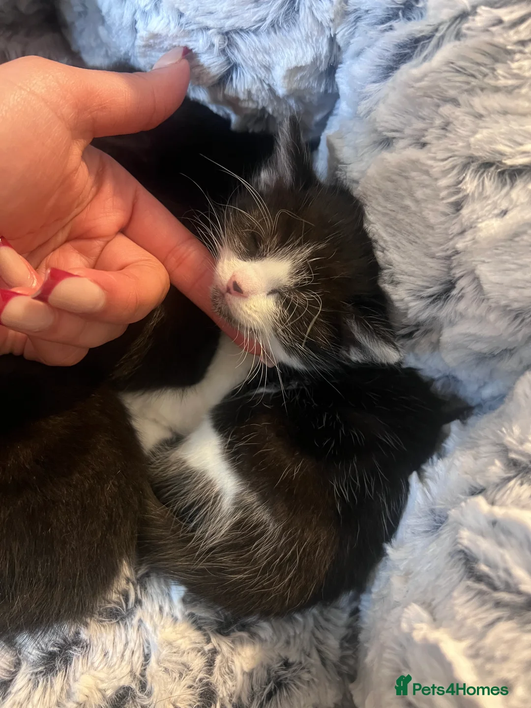 Mixed Breed cats for sale: 4 kittens for sale  - Advert 7