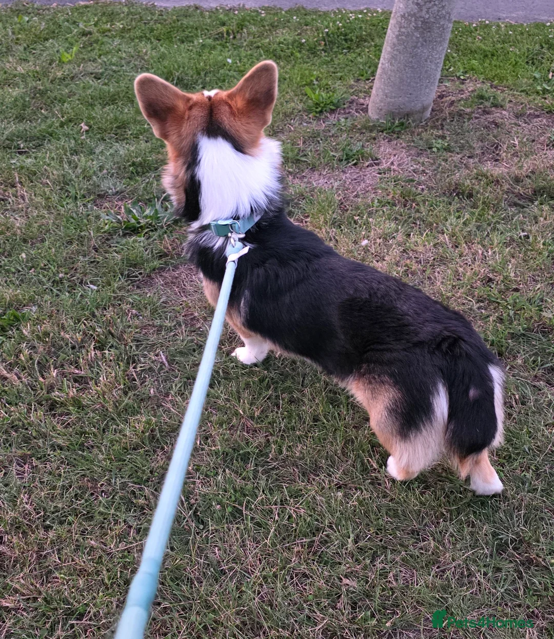 Welsh Corgi Pembroke dogs for stud: WPC Tri Colour Stud - Bulgarian IMP - Advert 7