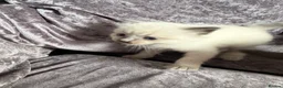 Ragdoll cats for sale: Ragdoll/ mixed  - Advert 9