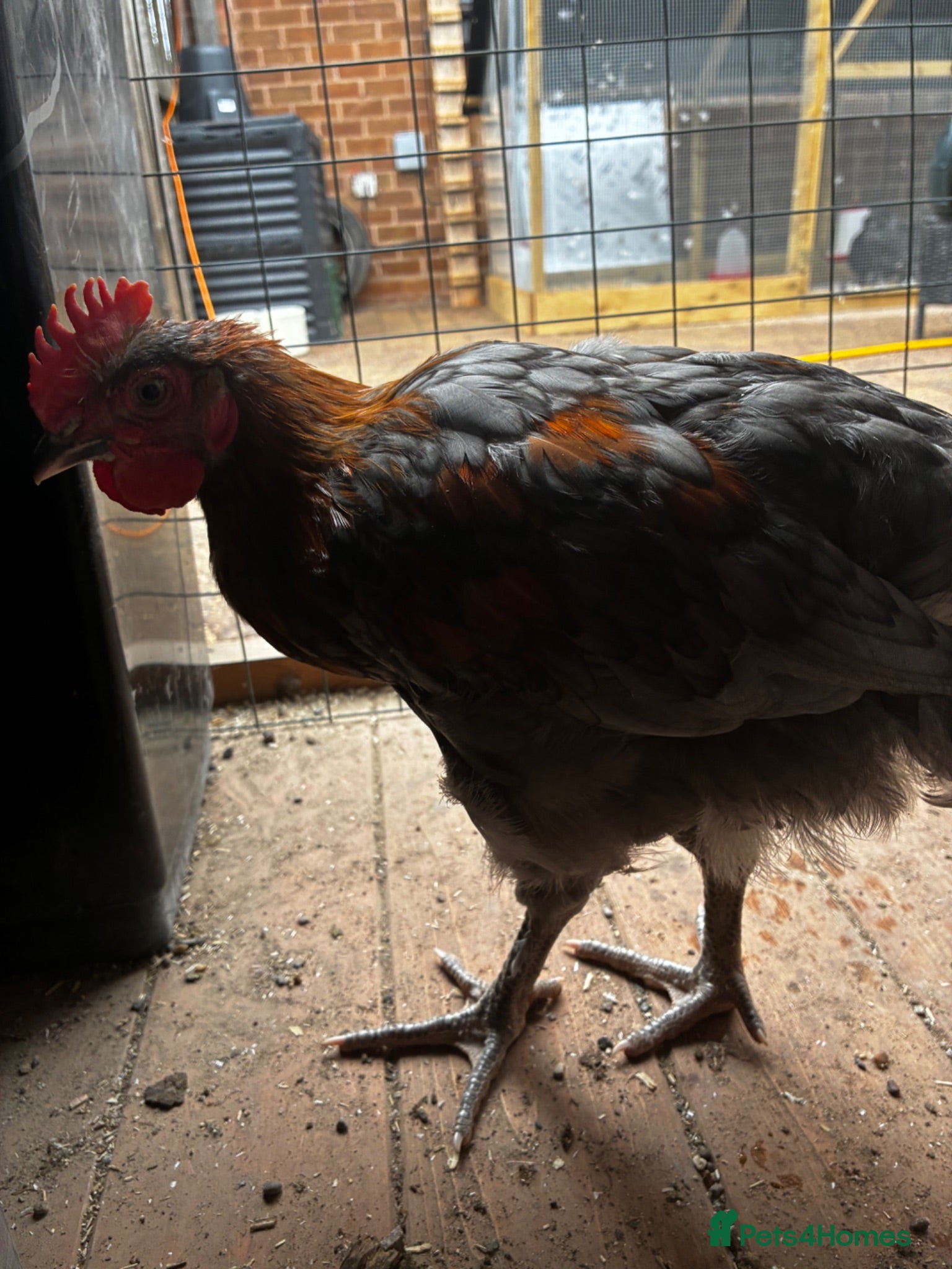 Chickens poultry French black & blue copper marans chicks - Advert 12