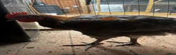 Chickens poultry for sale: French black & blue copper marans chicks - Advert 1