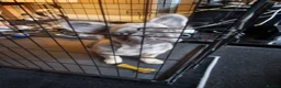French Bulldog dogs for sale: Fluffy french bulldog in Manchester - Advert 3