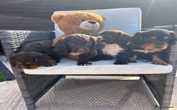 Cocker Spaniel dogs for sale: Miniature working Cocker spaniel puppies for sale - Image 27