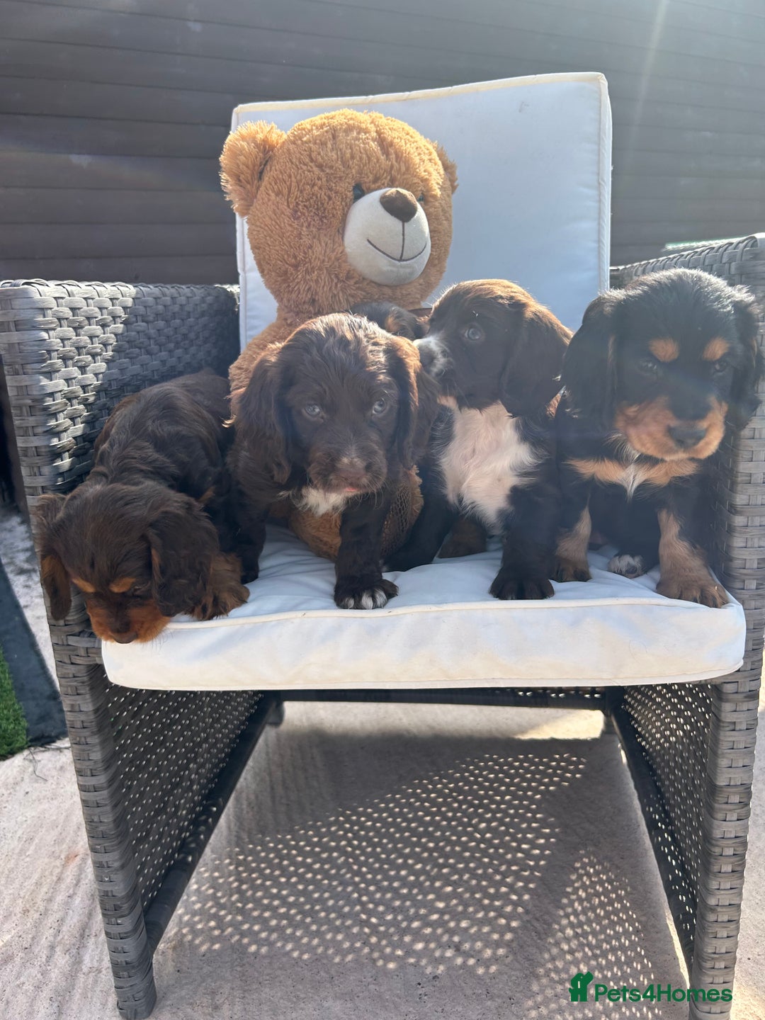 Cocker Spaniel dogs for sale: Miniature working Cocker spaniel puppies for sale - Image 27