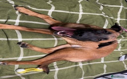 Mixed Breed dogs for sale: URGENT REHOME. Beautiful 6 month Belgian malinois  - Image 8