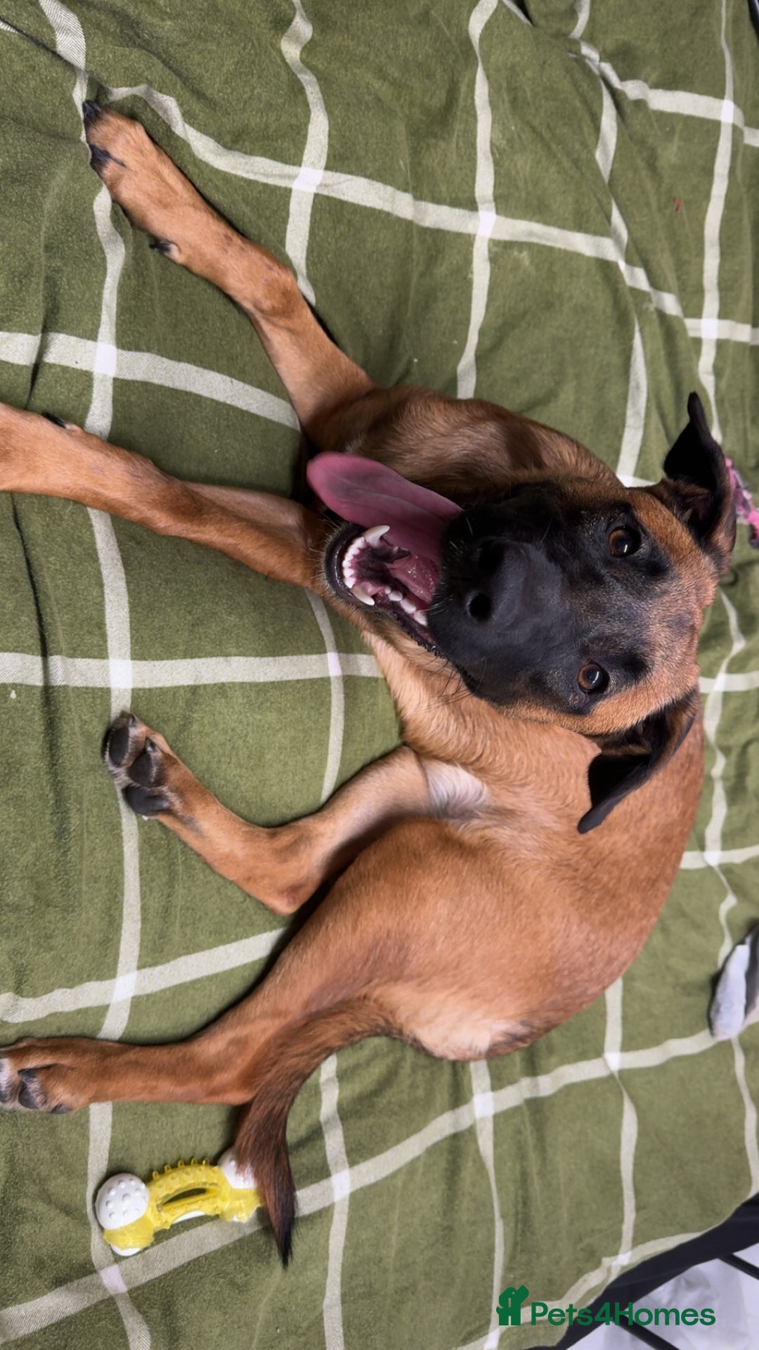 Mixed Breed dogs for sale: URGENT REHOME. Beautiful 6 month Belgian malinois  - Image 8