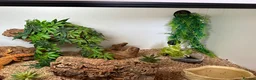 Bearded Dragon reptiles for sale: bearded dragons - Advert 9