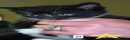 Mixed Breed cats for sale: Beautifully marked b/w kittens brought up in house - Advert 10