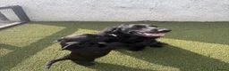 Cocker Spaniel dogs for sale: Beautiful black working cockers - Advert 1