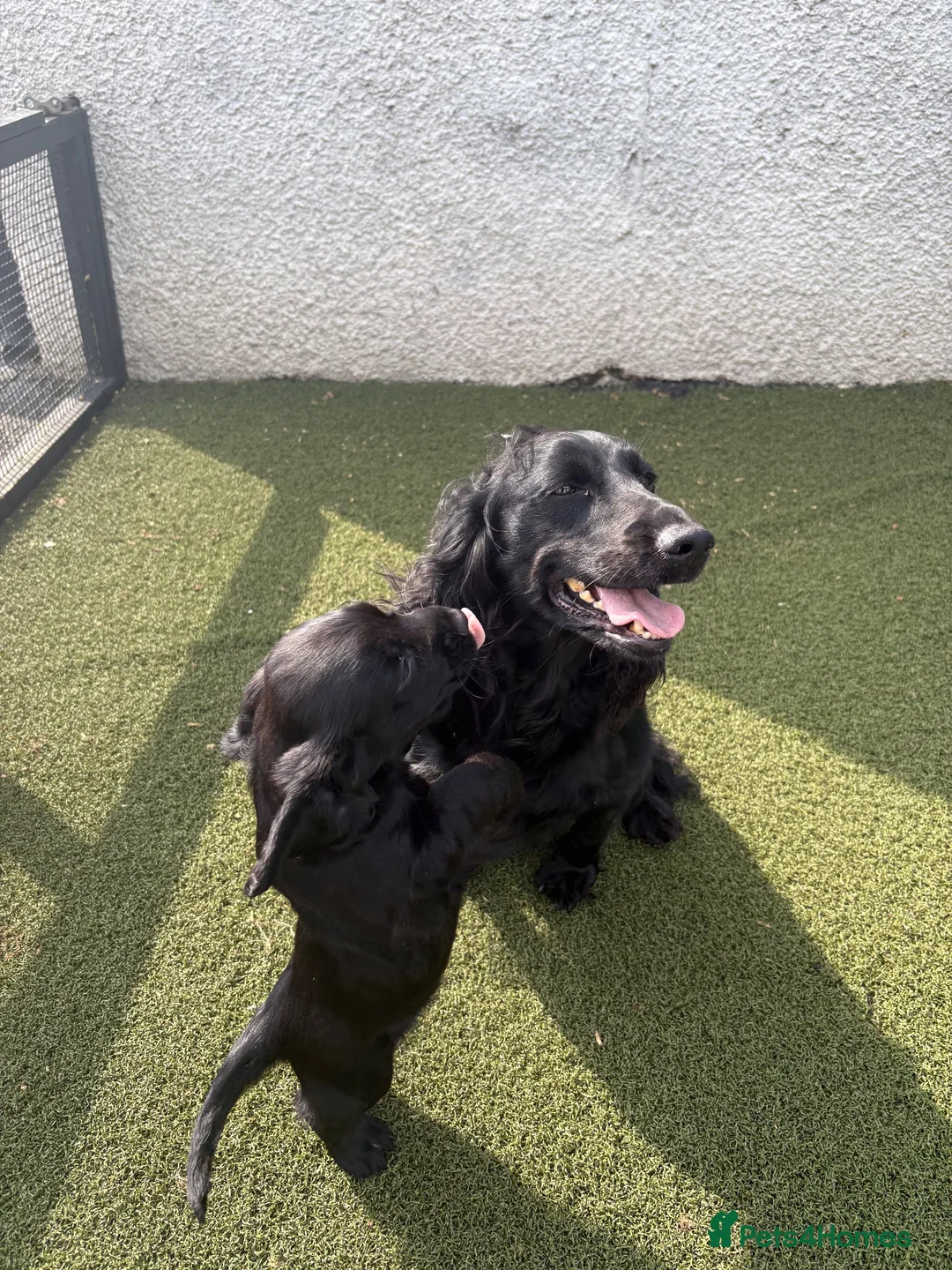 Cocker Spaniel dogs for sale: Beautiful black working cockers - Advert 1