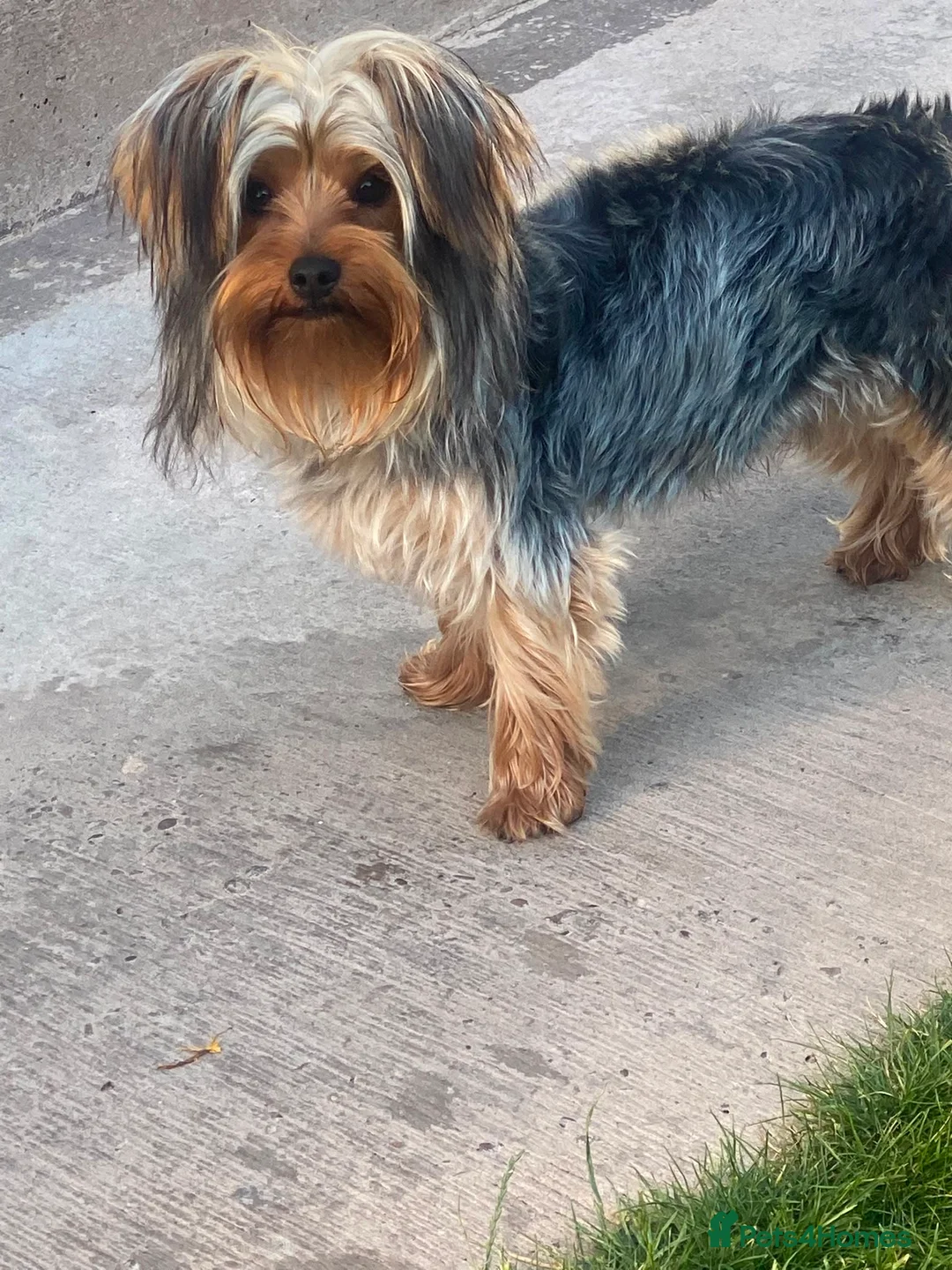 Yorkshire Terrier dogs for sale: Beautiful 9 Month Old Male Yorkshire Terrier - Advert 2