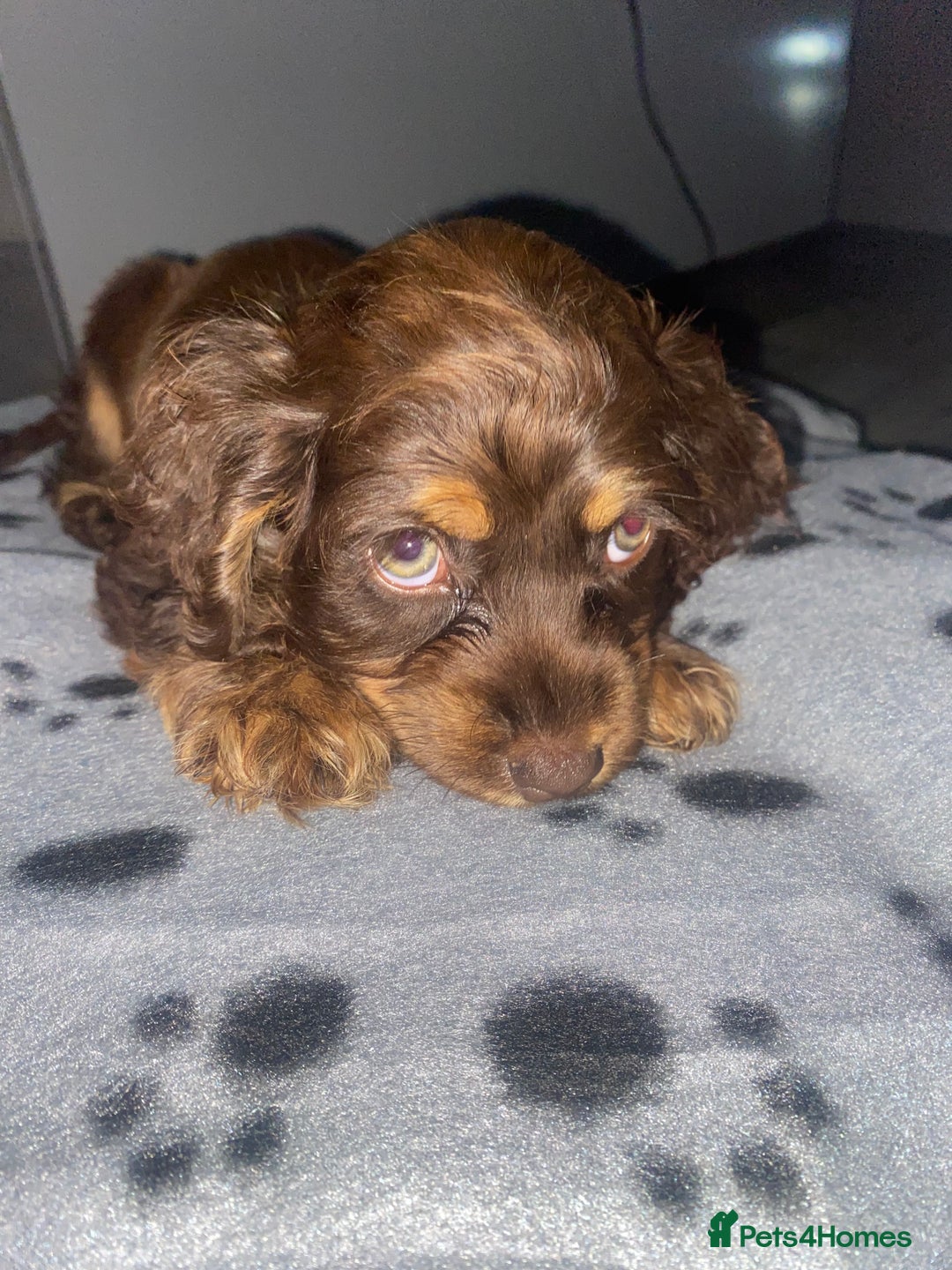 Cockapoo dogs for sale: Gorgeous American cockapoos  - Image 2