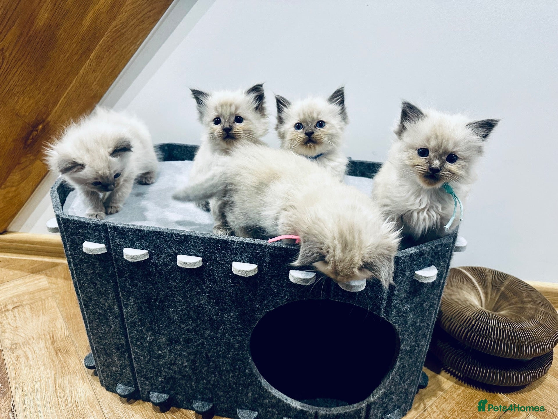 Ragdoll cats Beautiful Ragdoll kittens – 3 boys & 2 girls 🐾 - Advert 4