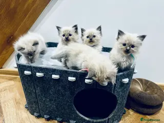 Ragdoll cats Beautiful Ragdoll kittens – 3 boys & 2 girls 🐾 - Advert 4