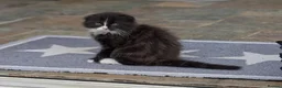 Scottish Fold cats for sale: Beautiful kitten ready NOW!! - Advert 3