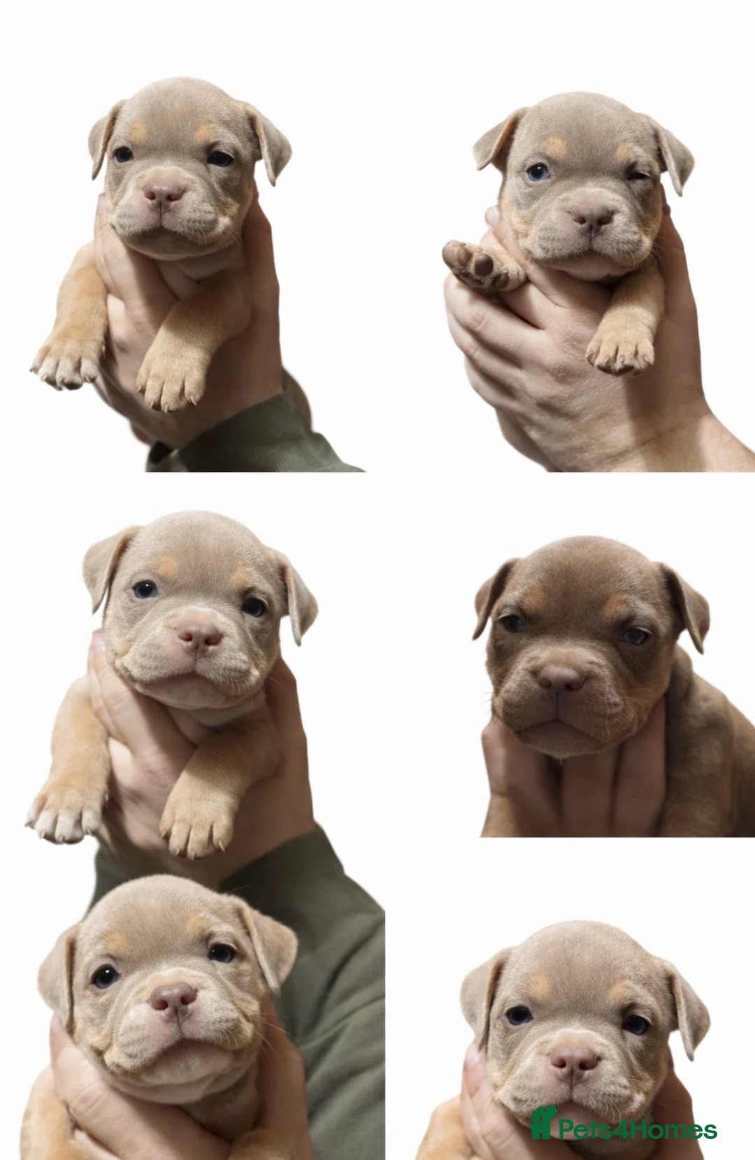 American Bully dogs for sale: Stunning pocket bullies pups  - Advert 4