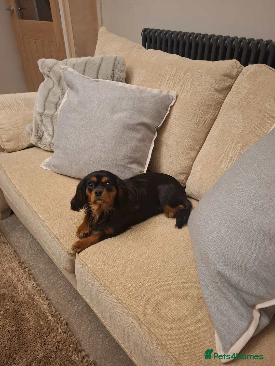 Cavalier King Charles Spaniel dogs for sale: 8 month old females kc health tested parents  - Advert 2