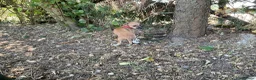 Italian Greyhound dogs for sale: Gorgeous Kc reg Italian greyhound  - Advert 19