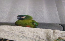 Macaws birds for sale: Illigers Macaw - Image 7